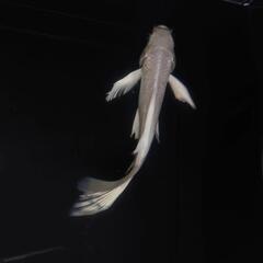 完売🙇　🐟ヒレナガ錦鯉✨ホワイト ✨これから育成、鑑賞更に楽しめます✨約１４センチ前後 　№1の画像