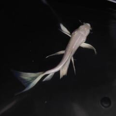 🐟ヒレナガ錦鯉✨ホワイト ✨これから育成、鑑賞更に楽しめます✨約１２センチ前後 　№2の画像