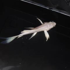 🐟ヒレナガ錦鯉✨ホワイト ✨これから育成、鑑賞更に楽しめます✨約１２センチ前後 　№2の画像