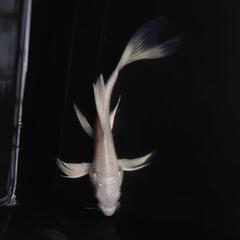🐟ヒレナガ錦鯉✨ホワイト ✨これから育成、鑑賞更に楽しめます✨約１２センチ前後 　№2の画像