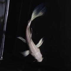 🐟ヒレナガ錦鯉✨ホワイト ✨これから育成、鑑賞更に楽しめます✨約...