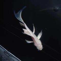 🐟ヒレナガ錦鯉✨ホワイト ✨これから育成、鑑賞更に楽しめます✨約１２センチ前後 　№2の画像
