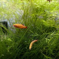 【交渉中】魚　ゴールデンアカヒレ　熱帯魚　オス2匹の画像