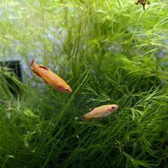 【交渉中】魚　ゴールデンアカヒレ　熱帯魚　オス2匹の画像