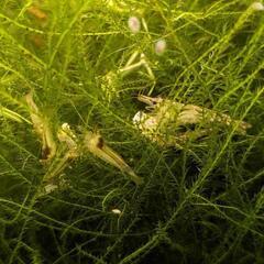 【交渉中】魚　ミナミヌマエビ　小　熱帯魚　20匹弱
