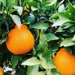 バイヤー推し！雨天の日限定渡し🍊です