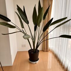 観葉植物　オーガスタ（ストレリチア？）　大型
