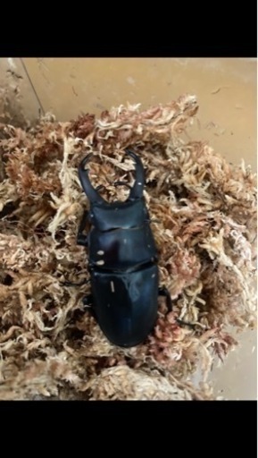 黒ドンキ　2令幼虫3頭