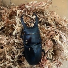 黒ドンキ 2令幼虫3頭