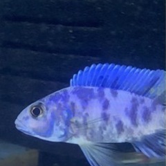 アフリカンシクリッド  フラィエリMCOB  ７-8㎝　写真個体...