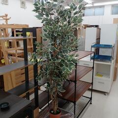 【ドリーム尾浜店】 観葉植物　H168【joh1106】の画像