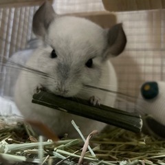 【里親様決まりました】小動物:チンチラ 