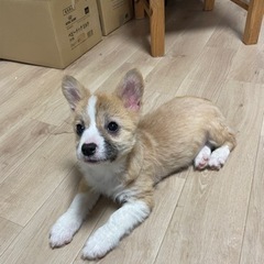 【飼い主様決まりました】コーギーの女の子🐰 − 千葉県