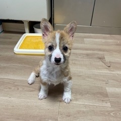 【飼い主様決まりました】コーギーの女の子🐰 - 犬