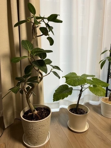 フィカス　ベンガレンシス 曲がり仕立て