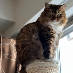キャットポール　Mau  猫用ポール　ねこ
