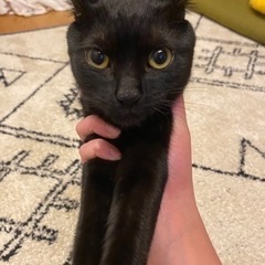【大至急です！！】6ヶ月オス猫 - 柴田郡