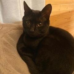 【大至急です！！】6ヶ月オス猫