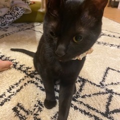 【大至急です！！】6ヶ月オス猫 - 猫