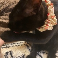 【大至急です！！】6ヶ月オス猫 − 宮城県