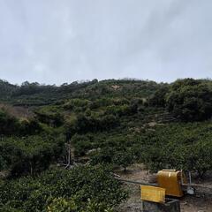 有田市野のみかん山。1000坪程度