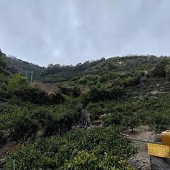 有田市野のみかん山。1000坪程度 - 有田市