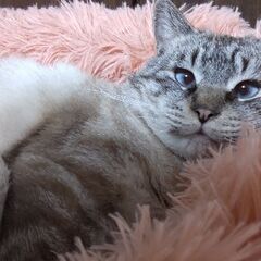 かわいいシャムちゃん