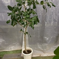 フィカス　ベンガレンシスの画像