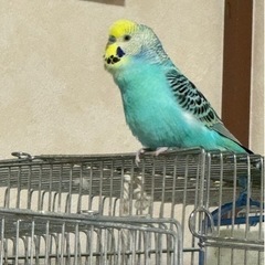 セキセイインコ  男の子