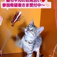 3/3(日)譲渡会♪8月生ベンガル♂ブラウンスポテッドタビー (...