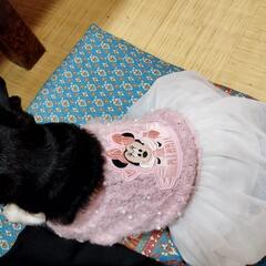 ガスコンロを譲ってください。