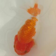 完売🙇🐟大特価出品🉐加藤産 更紗らんちゅう🐟　大サイズ約１４センチ めちゃくちゃ可愛いく存在感バツグン✨安心現物個体❗❗№5の画像