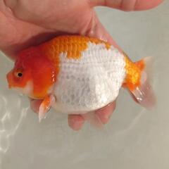 完売🙇🐟大特価出品🉐加藤産 更紗らんちゅう🐟　大サイズ約１４センチ めちゃくちゃ可愛いく存在感バツグン✨安心現物個体❗❗№5の画像