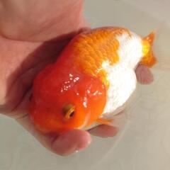 完売🙇🐟大特価出品🉐加藤産 更紗らんちゅう🐟　大サイズ約１４センチ めちゃくちゃ可愛いく存在感バツグン✨安心現物個体❗❗№5の画像