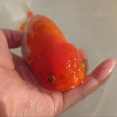 完売🙇🐟大特価出品🉐加藤産 更紗らんちゅう🐟　大サイズ約１４センチ めちゃくちゃ可愛いく存在感バツグン✨安心現物個体❗❗№5の画像