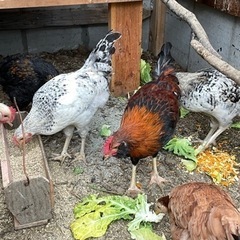 ニワトリ友達　鶏　飼育 − 福岡県