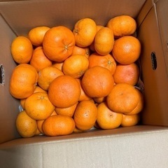 愛媛産甘平（カンペイ）約1キロ入り残り1キロになりました