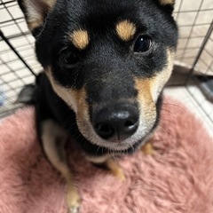 豆柴(オス)と柴犬(メス)