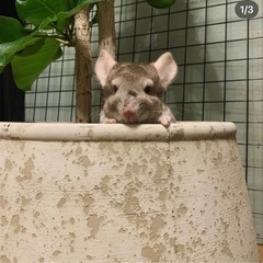 2/24問い合わせが多い為一旦終了させて頂きます。