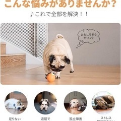 犬用　電動ボール　転がる&バウンドの画像