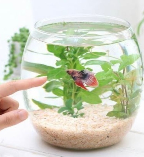 JEX丸型人気水槽　美品　激安