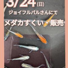 3/24(日)9:30〜16:00　焼津ジョイフルパルさんメダカ...