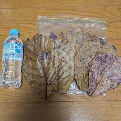 沖縄産マジックリーフの画像