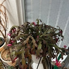 お譲りする方が決まりました。シャコバサボテン　濃いピンク花