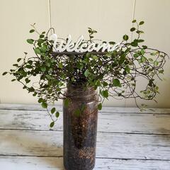 ワイヤープランツ🌿観葉植物の画像