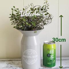 ワイヤープランツ🌿観葉植物の画像