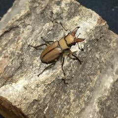 アラガールホソアカクワガタ 成虫♂2♀1セット