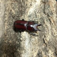 「お取引中…」セネガルノコギリクワガタ 成虫ペア