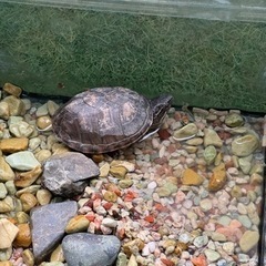 亀🐢