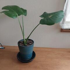 【取引中】【観葉植物】モンステラ　100円